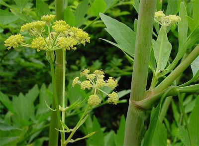 انجدان رومی - معرفی و خواص گیاهان دارویی